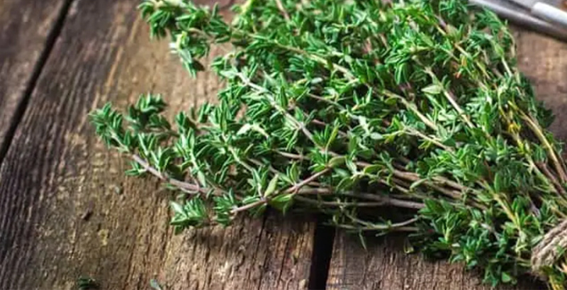 Как вырастить тимьян на подоконнике?