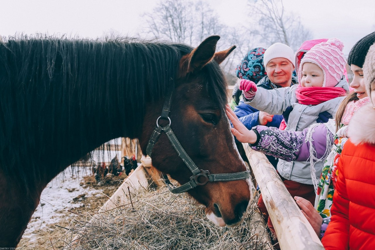 Лошадка Чебурашка