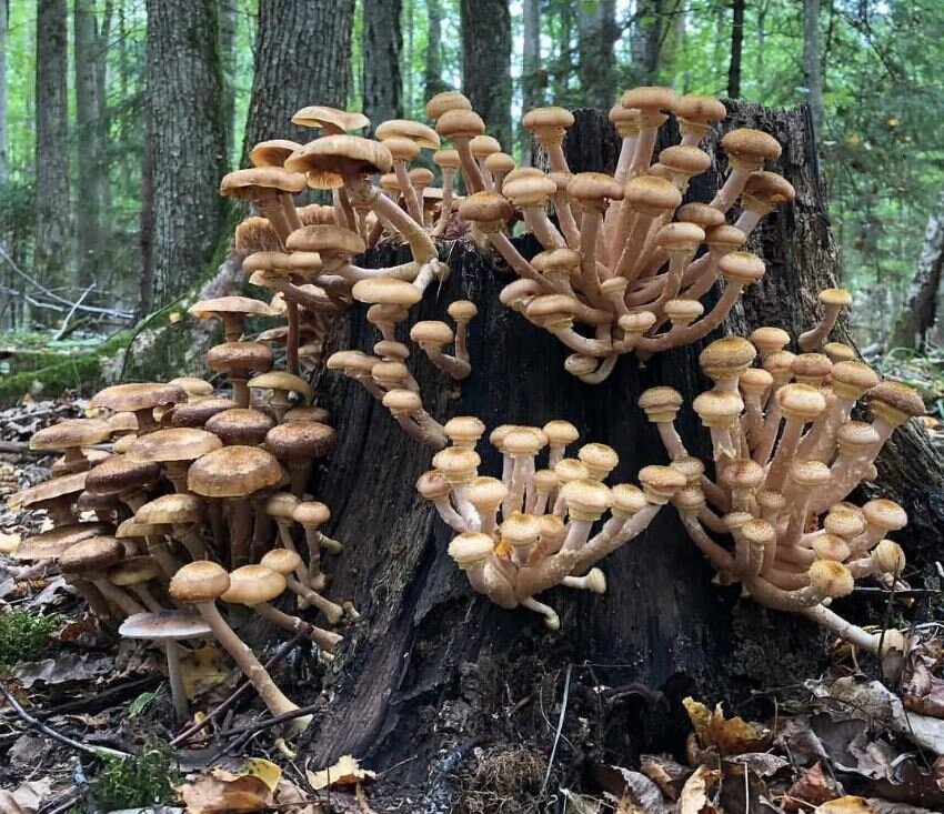 Опята пеньковые фото