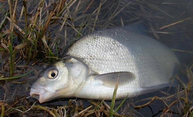 Фото: Яндекс.Картинки 