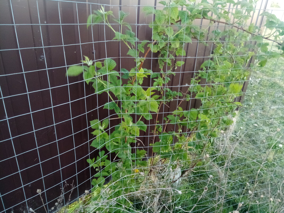 Малина лезет к соседям