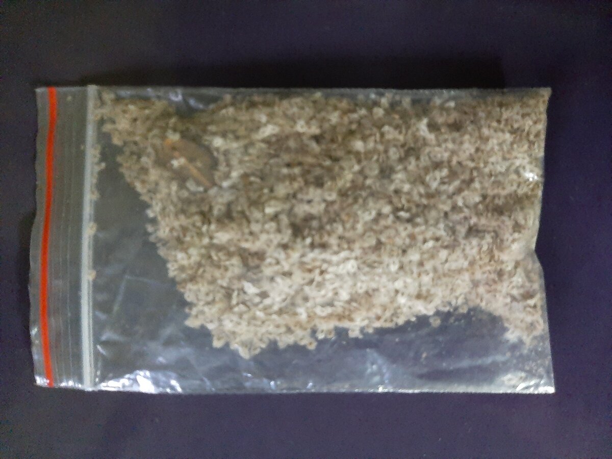 Семена павловнии