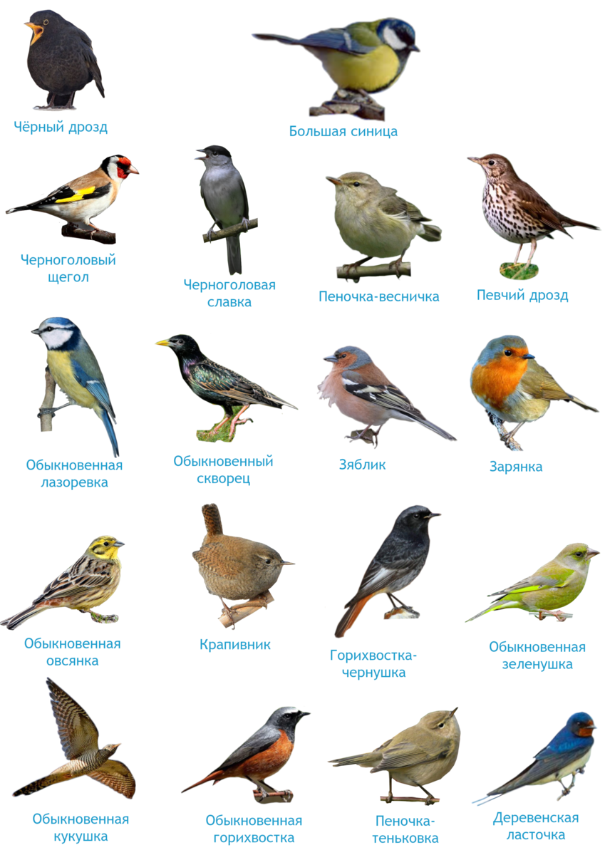 Виды лесных птиц фото и названия