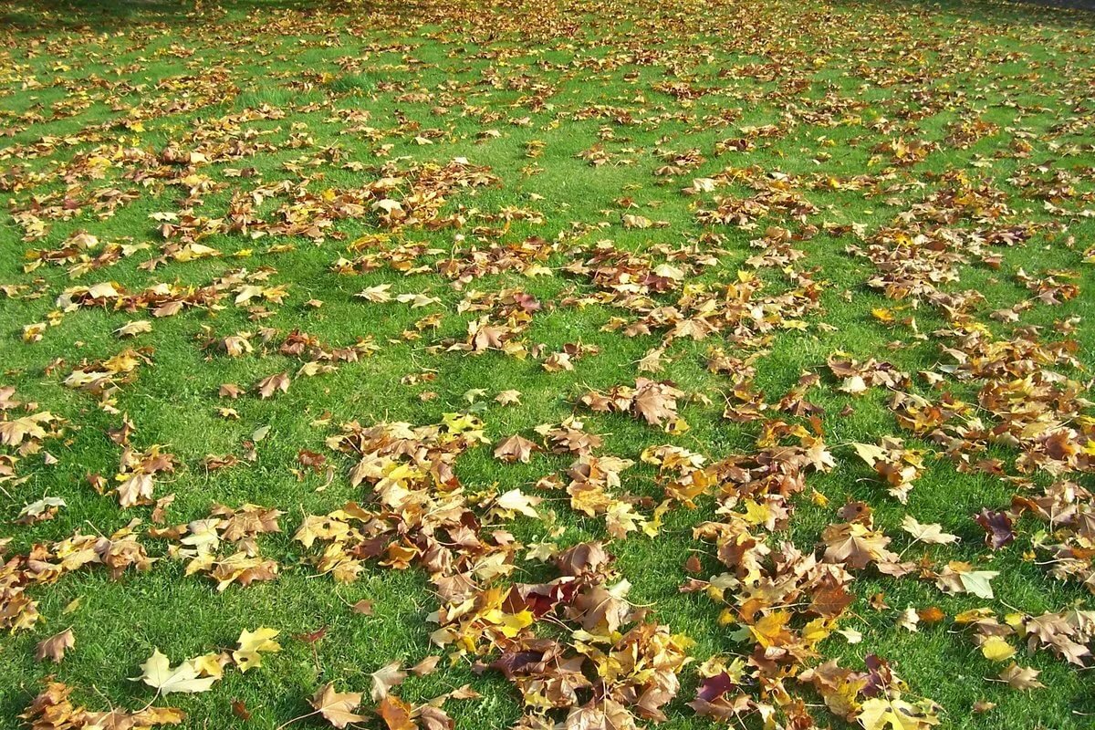 Осенняя трава вид сверху. Пожелтела трава облетела листва. Осенняя листва. Листья на земле. Осень крупным планом.