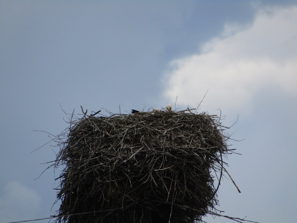 Гнездо белого аиста