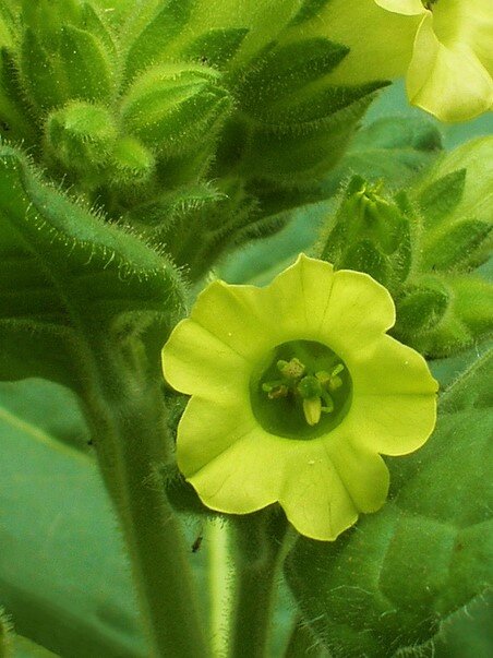 Милашный табак