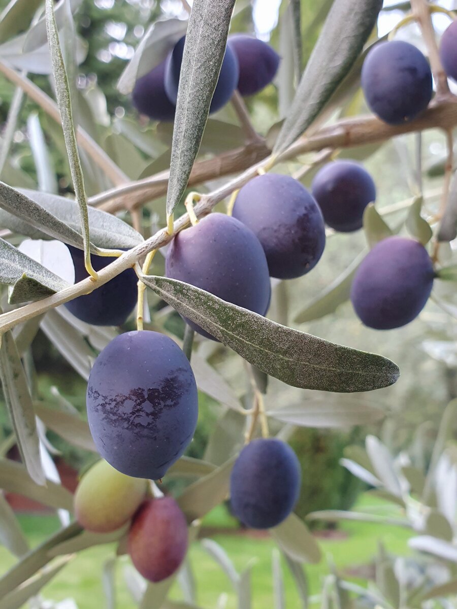Маслины, Парк Айвазовское, Партенит, Крым