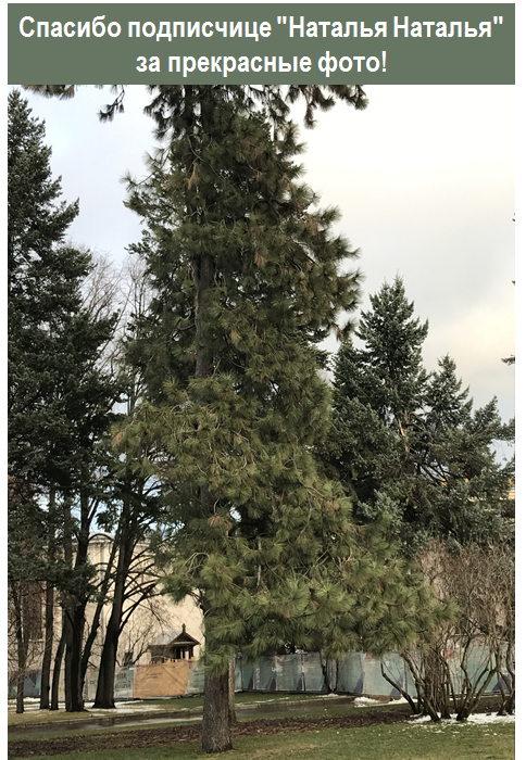 Сосны с экстра-длинными иголками в Петербурге и Москве | Сад под ...