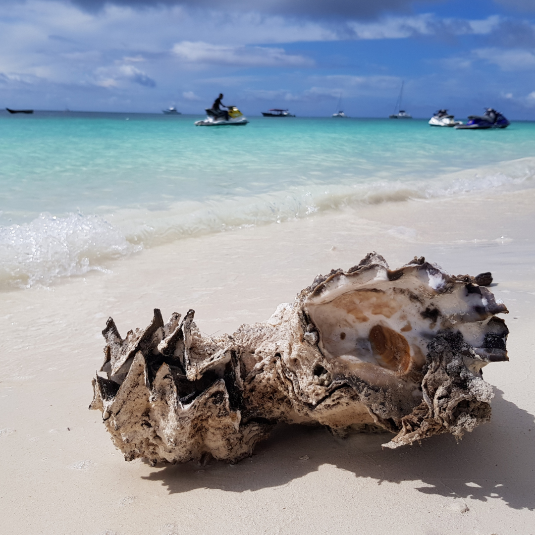 Ракушка. Где-то на границе пляжей Кендва и Нунгви