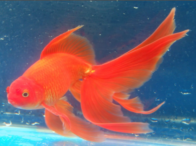 Рыбка - как некоторые мои ученики: яркие, красивые, любят помолчать. Источник: Яндекс Картинки