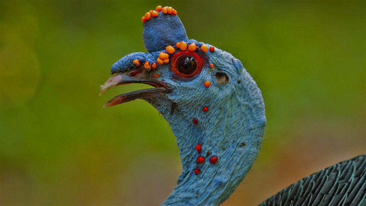 Пацаны, берите облепиху, чего стесняетесь?