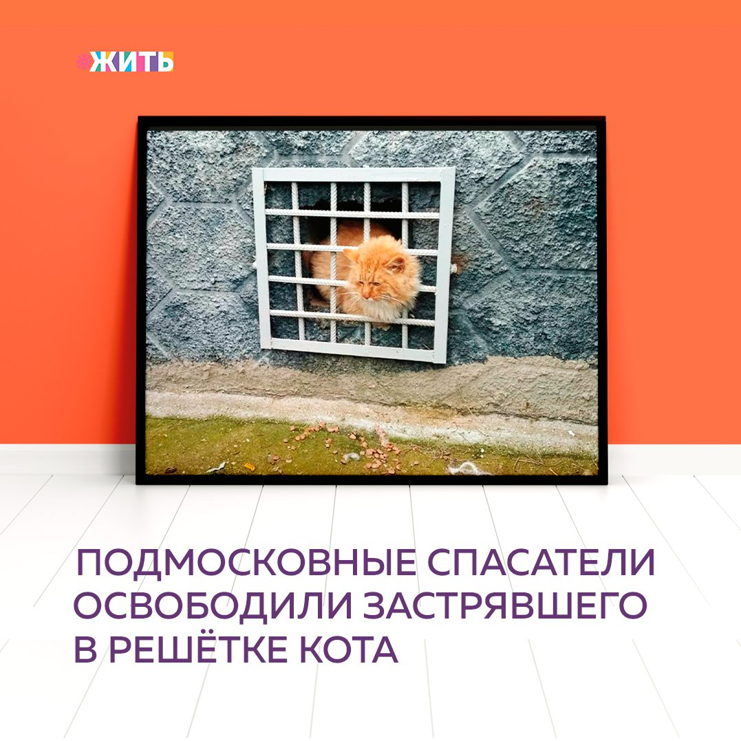 Рубрика "Добрости" ❤😁 
ПОДМОСКОВНЫЕ СПАСАТЕЛИ ОСВОБОДИЛИ ЗАСТРЯВШЕГО В РЕШЁТКЕ КОТА

В Подмосковье спасатели помогли рыжему коту, застрявшему в решётке.

Инцидент произошел в поселке Колычево Можайского района. Питомец залез головой в решетку подвального окна жилого дома и застрял. По словам местных жителей, хвостатый ранее уже так делал, но всегда мог освободиться сам. Люди подкармливали кота несколько дней и надеялись, что он и в этот раз самостоятельно вылезет из "ловушки", но у кота не получилось.

Старший смены Михаил Дыкман рассказал, что они с помощью аварийно-спасательного инструмента разжали прутья и освободили животное, не причинив ему вреда.
"Постоянные угощения сердобольных жильцов, скорее всего, добавили лишних килограммов рыжему бедолаге, что и помешало протиснуться ему сквозь железные прутья", - поделился он.

#жить #проектжить #добрости
