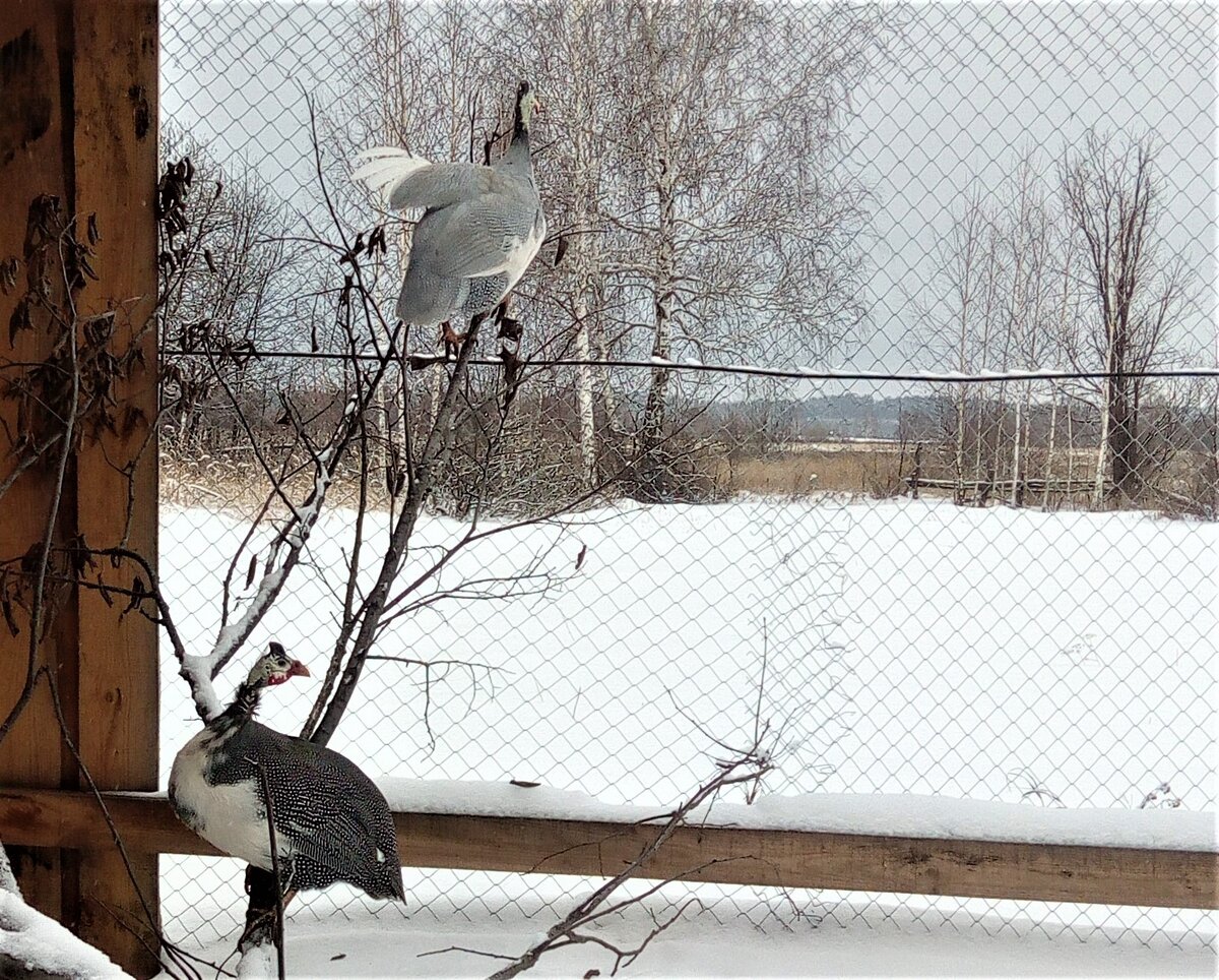 цесарки гуляют