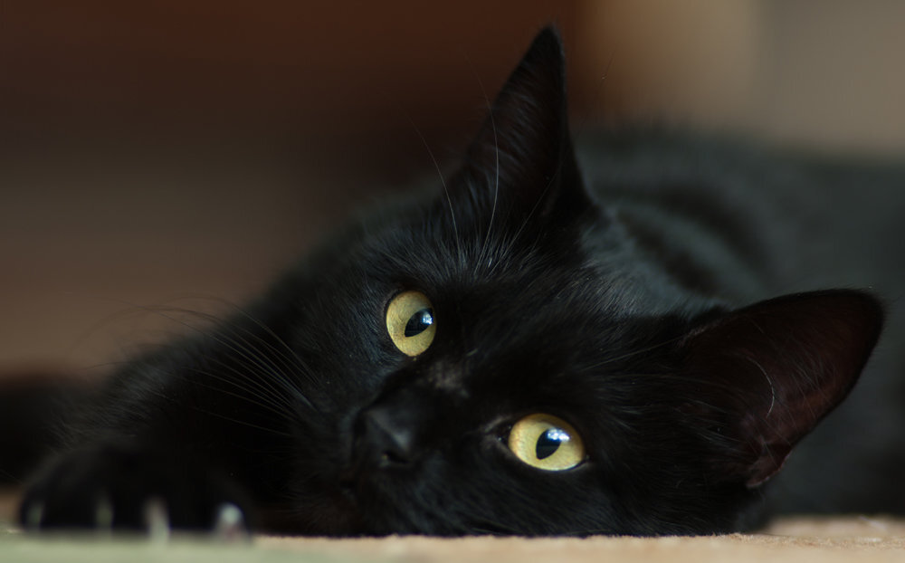 Черные кошки 10. Бомбейская кошка длинношерстная. Бомбейская кошка пушистая. Черная кошка. Красивый черный кот.