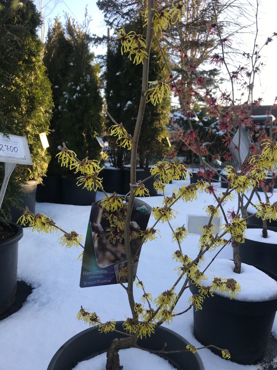 Гамамелис в феврале