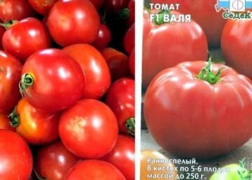 Лучшие сорта томатов с фото и описанием 60 сортов