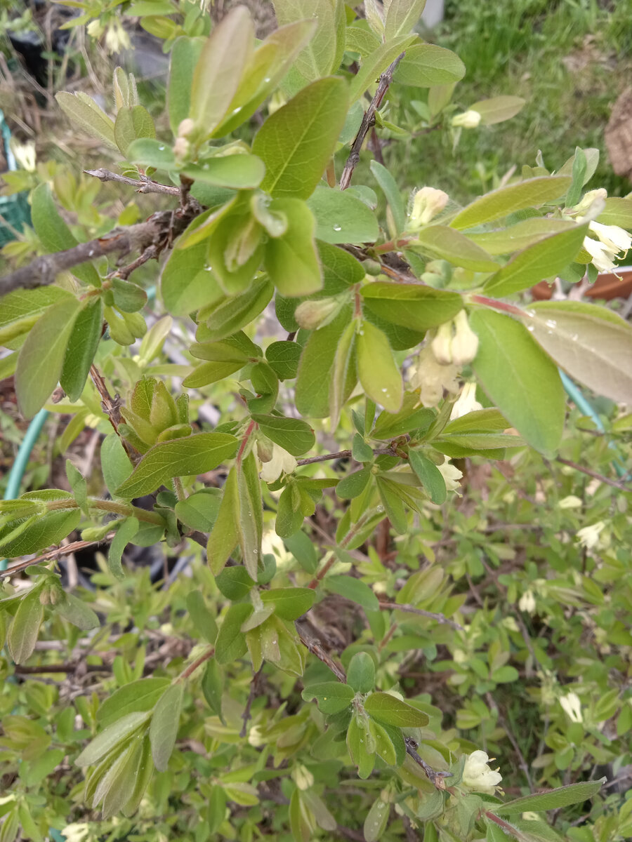 Все жимолости цвет набрали, на некоторых прям очень много урожая ожидается. 