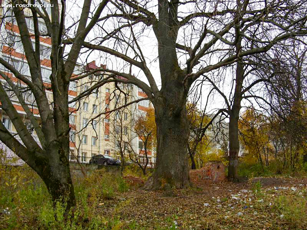 ФОТО: rosdrevo.ru