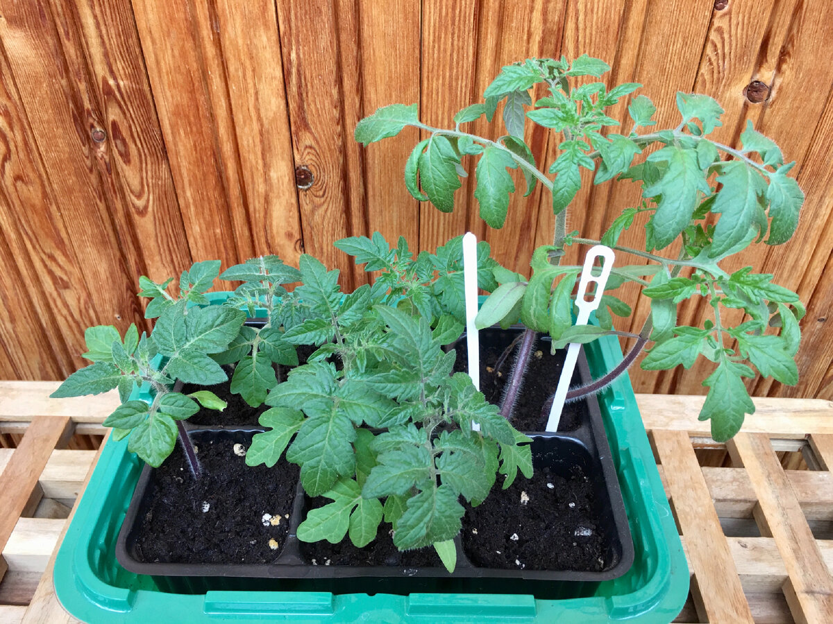 В каждой кассете по два семечка было. Некоторые вдвоём не очень ужились. Ну и одно семечко не взошло совсем. В итоге 8 штук достойных будущих кустов получилось.