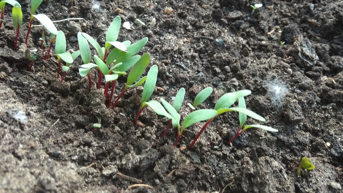 Не знала — хорошо ли взойдёт свекла и сеяла, на всякий случай, густо. Придётся прореживать.