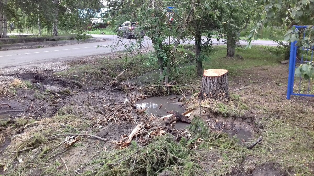 Посадили деревья и кустарники возле выгребной ямы, уже год не откачиваем |  Мастер класс | Дзен