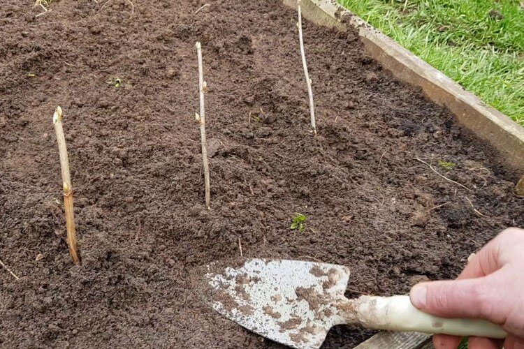 Черенки красной и белой смородины ставят вертикально, черную с наклоном. Ссылка на фото https://bitly.su/Rwmc.
