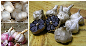 Все овощеводы выращивают чеснок. Это не только популярная приправа с характерным острым вкусом и запахом, но и натуральное лекарство от простудных и инфекционных заболеваний. Мало кто знает, что овощ отличается большим сортовым разнообразием. Сорта чеснока – это более 70 наименований.