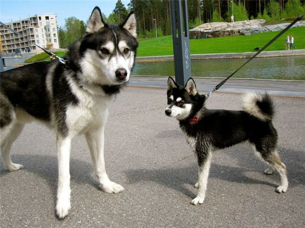 Husky asia