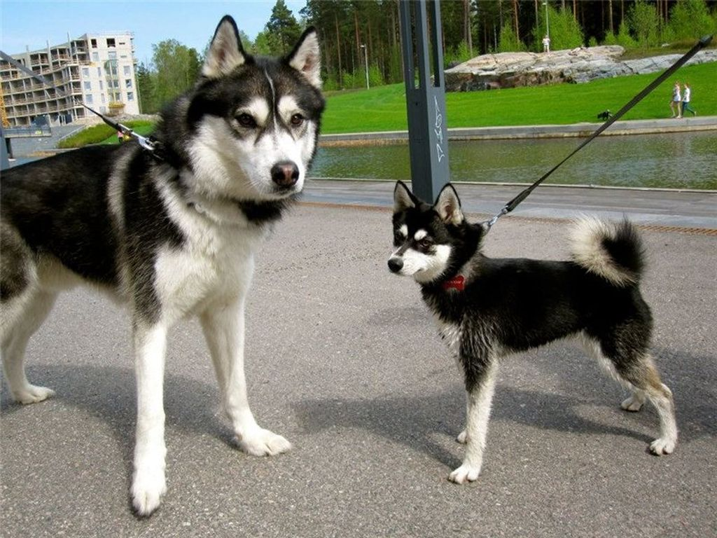 Аляскинский кли Кай