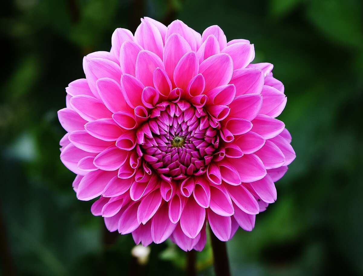 фото с сайта pixabay