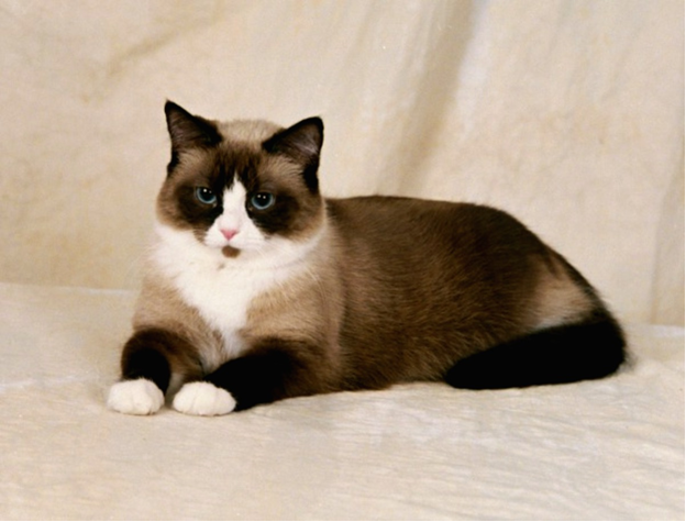 Шерсть у Сноу шу шелковистая, коротенькая, очень приятная на ощупь