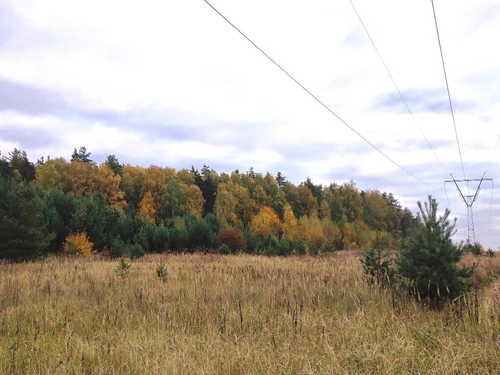 Золотая осень в Мещере: в сосновых лесах на Нерской | мои дороги | Дзен