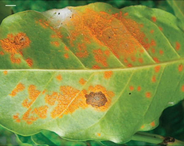 Ржавчину сложно распознать своевременно, споры грибка разносятся ветром по плантации, они попадают на листья и развиваются.