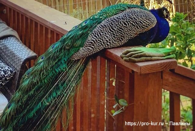 Разведение павлинов с чего начать в домашних условиях 🦚