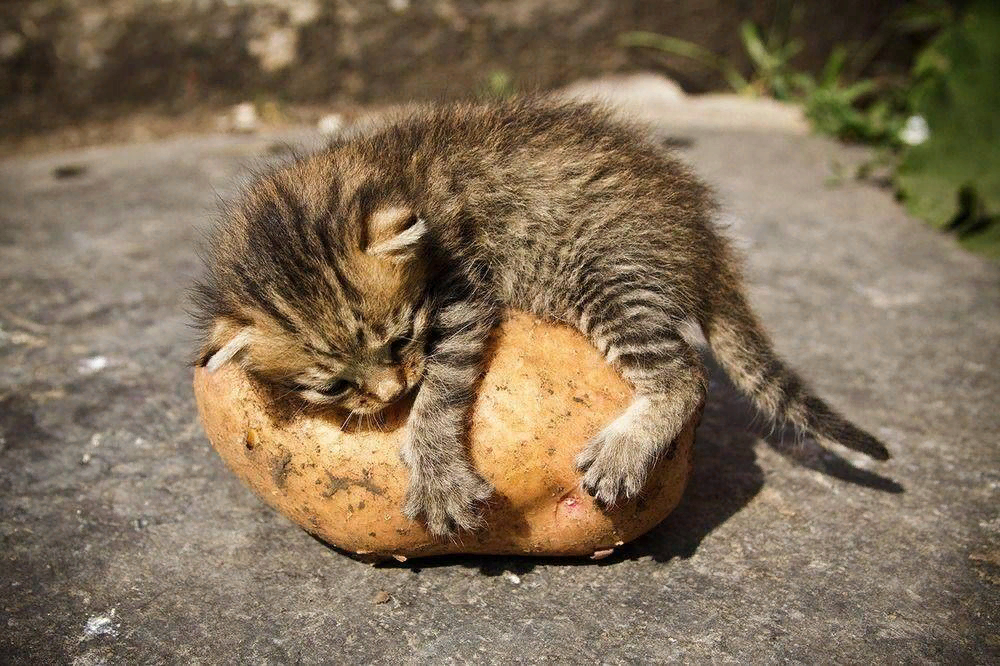 Кот голод. Кот ест картошку. Животные с картошкой. Котенок копает. Котики карают картошку.