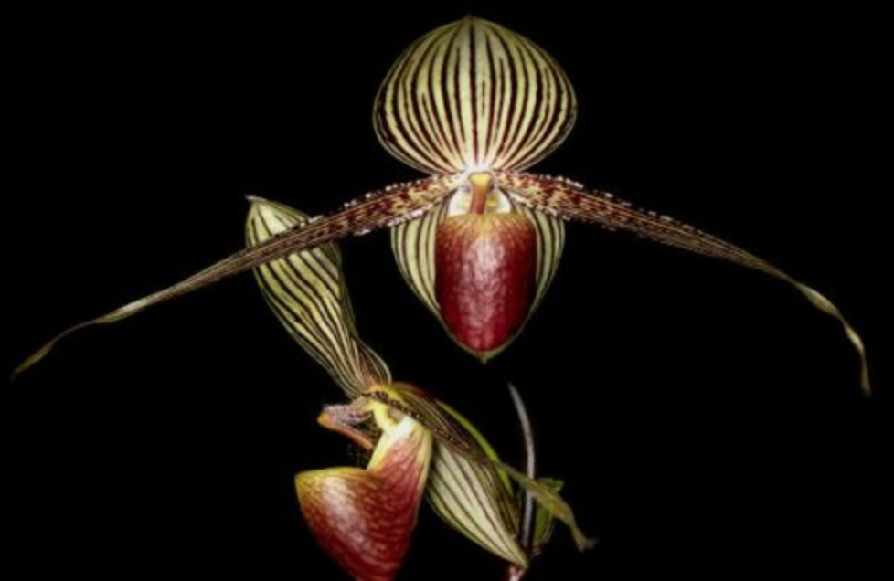 Золото кинабалу. Орхидея золото Кинабалу. Пафиопедилум Ротшильда. Орхидея Пафиопедилум Ротшильда, или "золото Кинабалу. Орхидея Пафиопедилум Ротшильда.