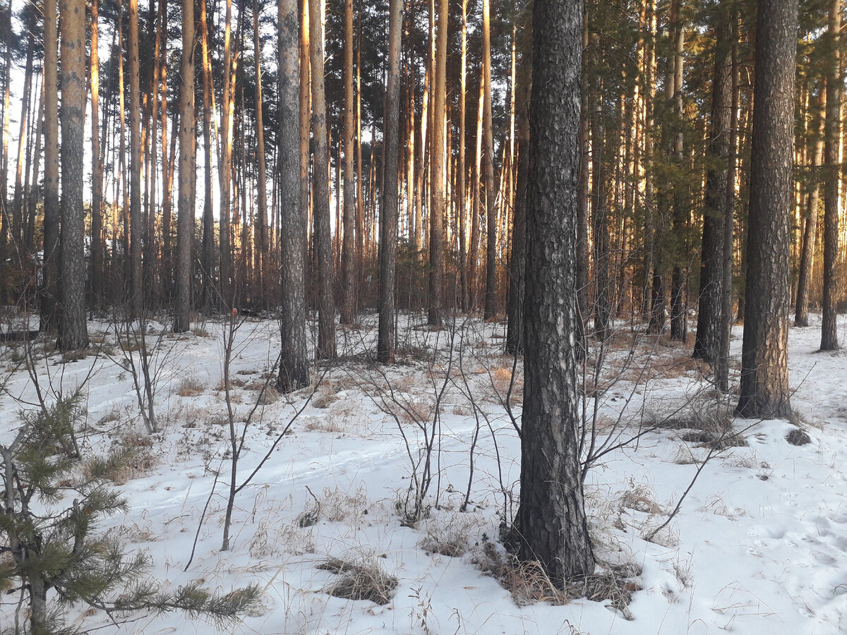 Снега в лесу маловато. Фото автора.