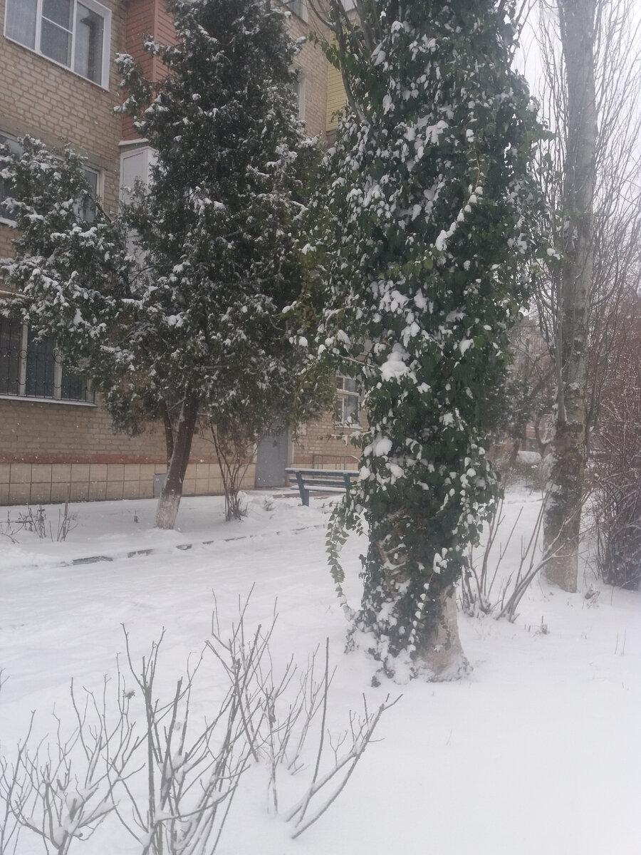 Необычно смотрится снег на зеленых деревьях.