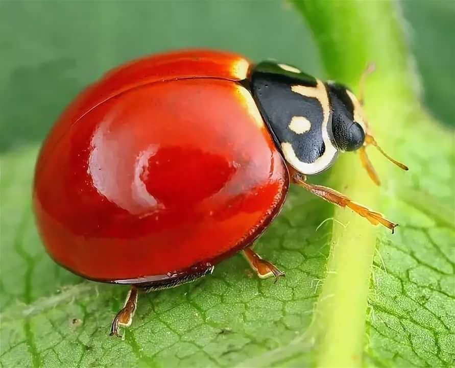 Картинка божья коровка без точек