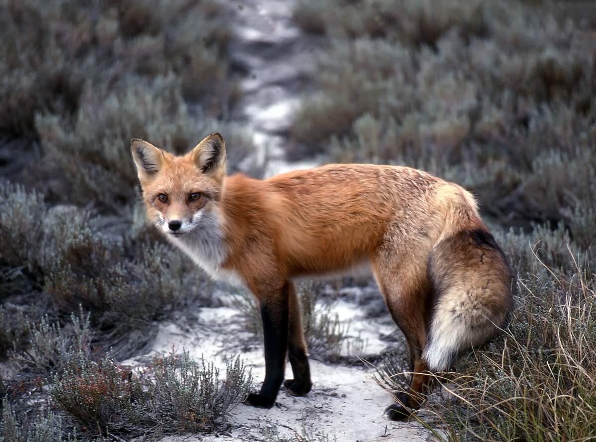 В полях обитают и охотятся многие хищники, такие как лисы, например.