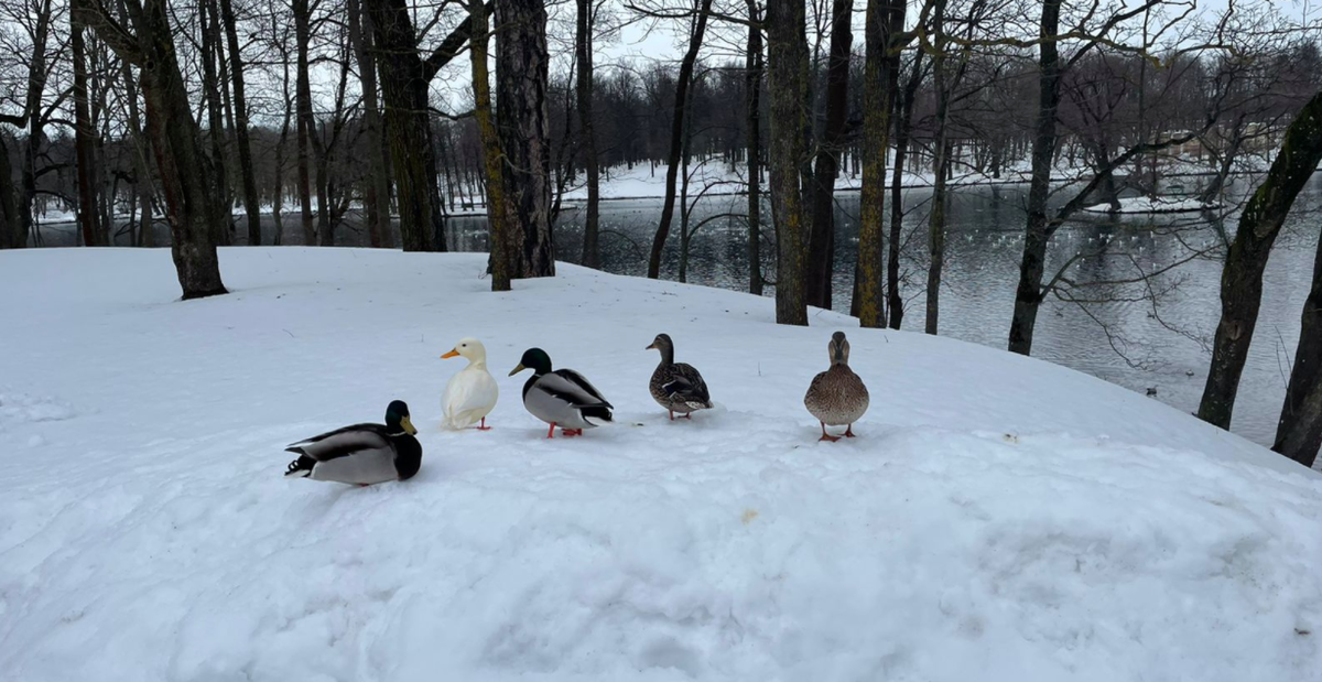 Белая ворона - психотип человека, а на фото - редкая белая утка