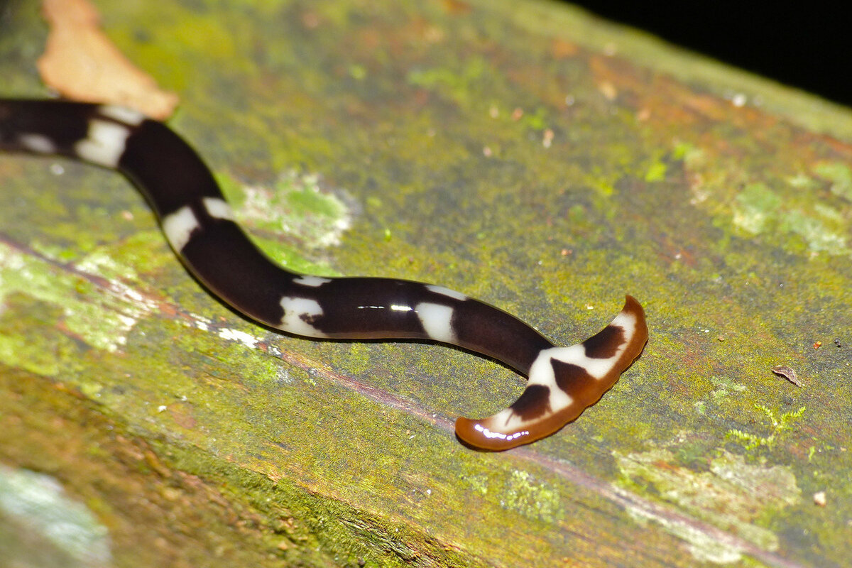 Он готов целовать песок, по которому ты ходила.