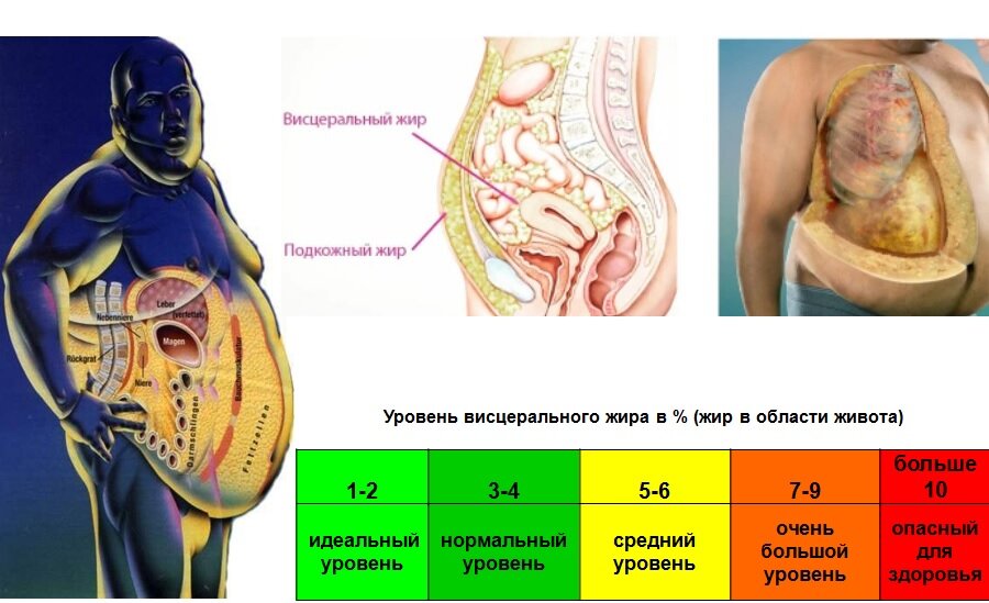 Рис.1 Висцелярный жир вокруг органов и его показатели в кг