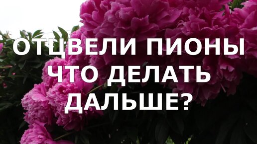 Чтобы пионы цвели в следующем сезоне более пышно обязательно обрежьте цветоносы