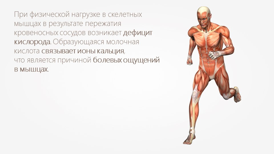 Как появляется молочная кислота в мышцах.