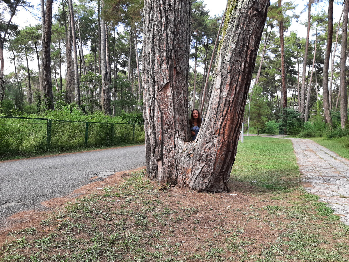 пицунда абхазия 2023г. курорт пицунда абхазия пицунда. курорт пицунда пансионат абхазия пицунда. абхазия опк пицунда 2022. пицунда абхазия 2023г.