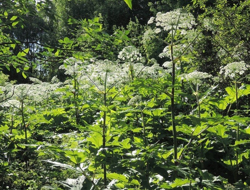 фото со страницы паблика "СтопБорщевик" в социальной сети "Вконтакте"