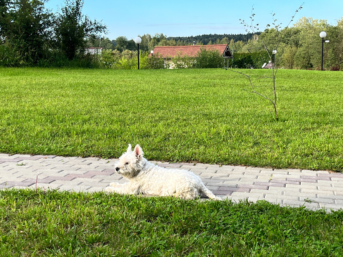 Красавчик отдыхает :)