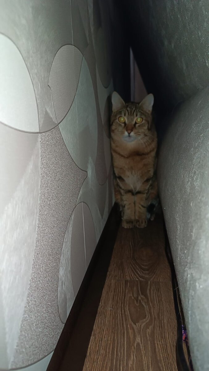 Фото было сделано раньше. Ждали кота снаружи, не пугали его.