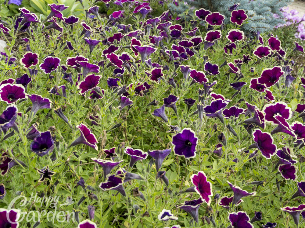 Petunia Cascadias Rim Magenta